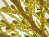 Halopteris filicina6